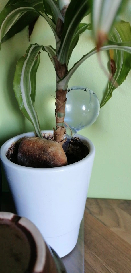 Zavlažovacia guľa dávkovač vody do kvetináča