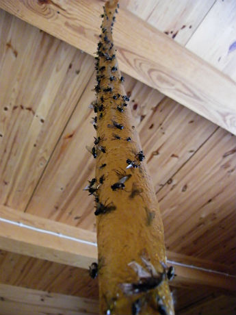 Sada 4 kusy mucholapka klasik bez chemikálií